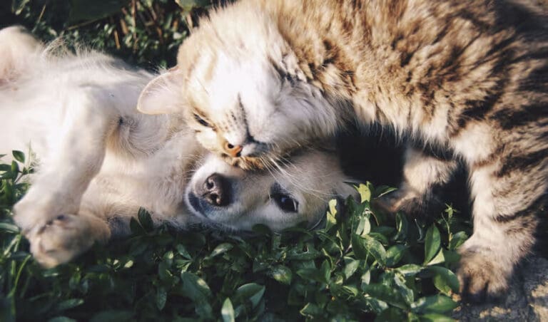 KittenandPuppy-900